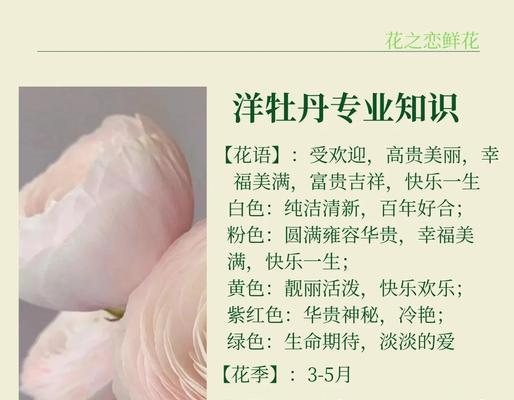 洋牡丹花的花语有哪些？它象征着什么？