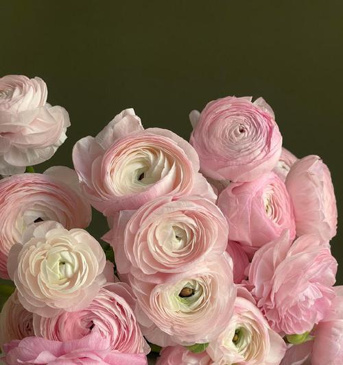 洋牡丹花的花语有哪些？它象征着什么？
