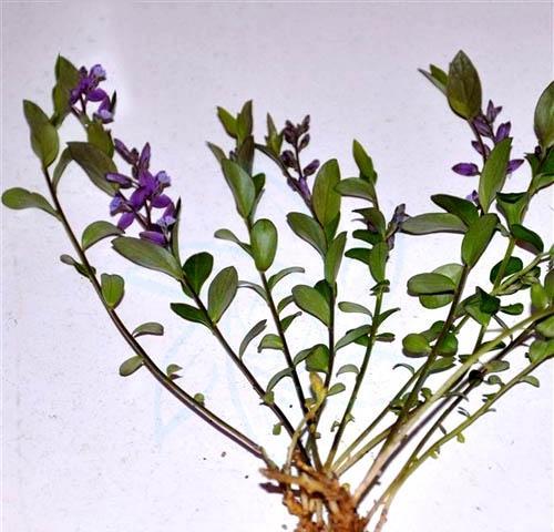 爱笑的瓜子代表什么？花语中隐藏了哪些秘密？