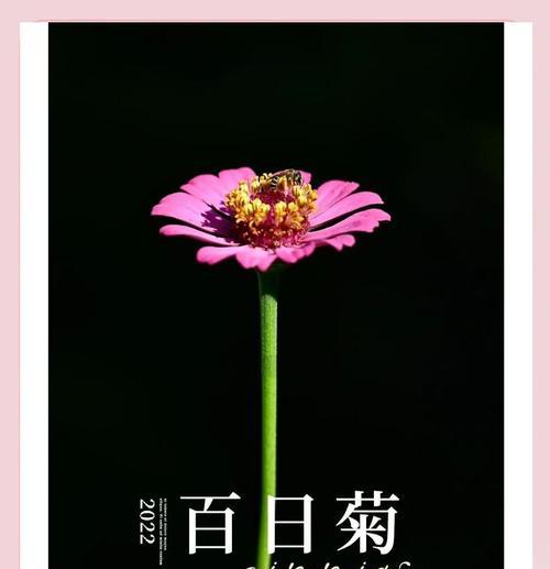 爱笑的瓜子代表什么？花语中隐藏了哪些秘密？