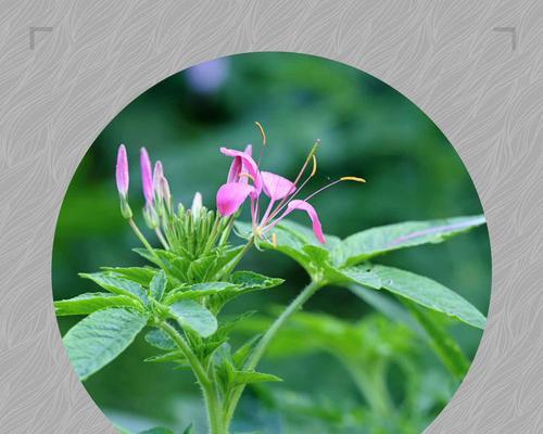 花蕊在花语中通常象征着什么？