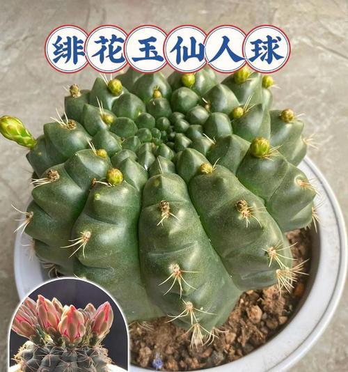 屋里种仙人球有什么寓意？仙人球在家居风水中扮演什么角色？