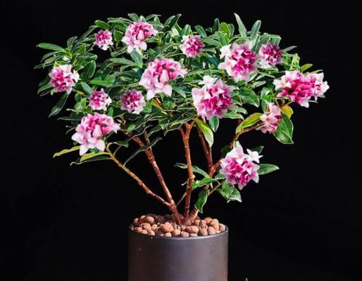 亲手醒的花语代表什么？