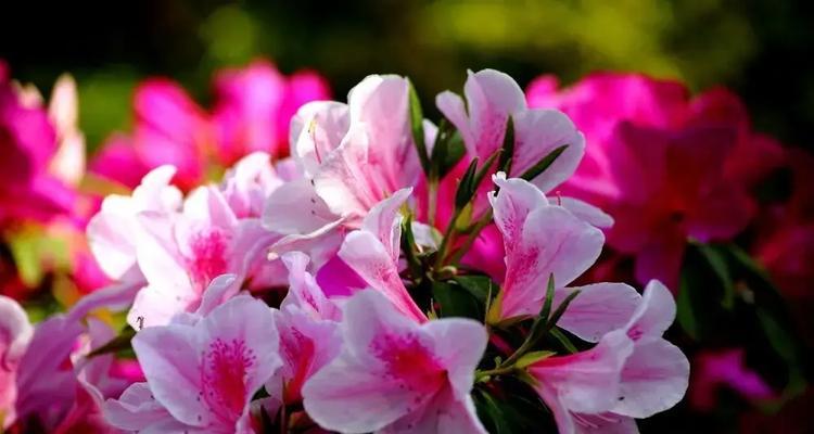 紫柚象征着什么？花语有哪些？