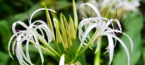 紫柚象征着什么？花语有哪些？