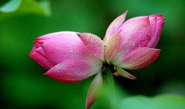 紫柚象征着什么？花语有哪些？