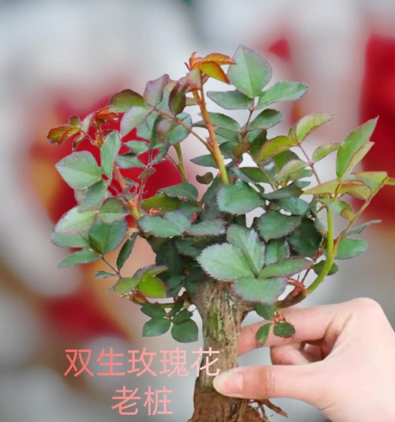 福乐怡玫瑰花语有何特别之处？