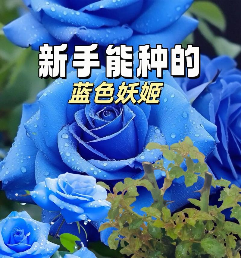 蓝色妖姬代表友情的花语是什么？