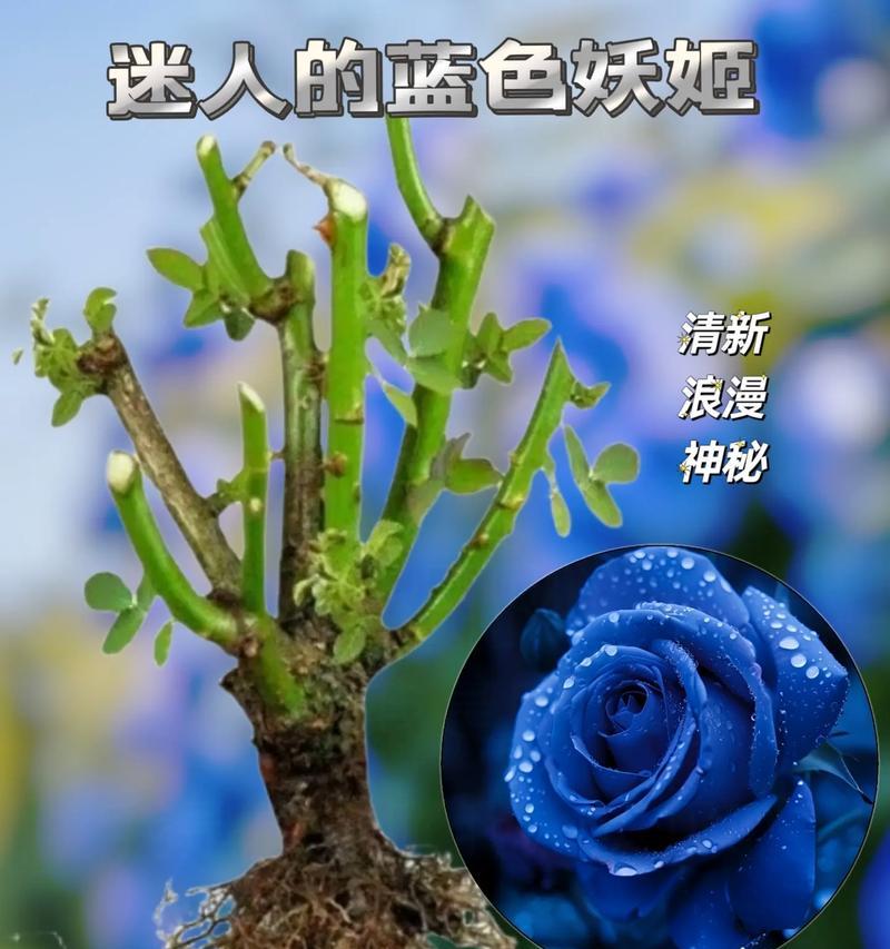蓝色妖姬代表友情的花语是什么？