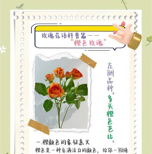 花语与寓意之间存在哪些差异和联系？它们在表达上有什么不同？