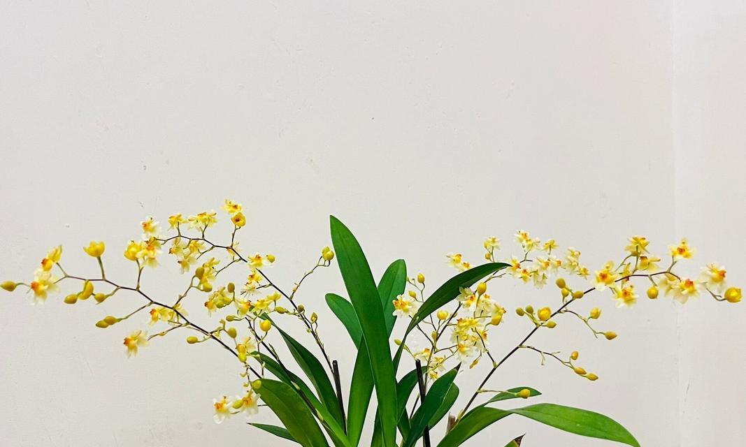 文心兰花语和寓意分别是什么？了解兰花的深层含义。