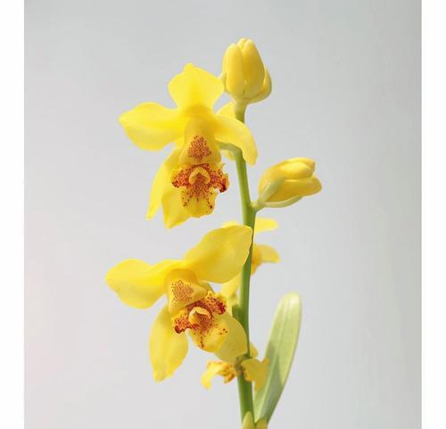 文心兰花语和寓意分别是什么？了解兰花的深层含义。