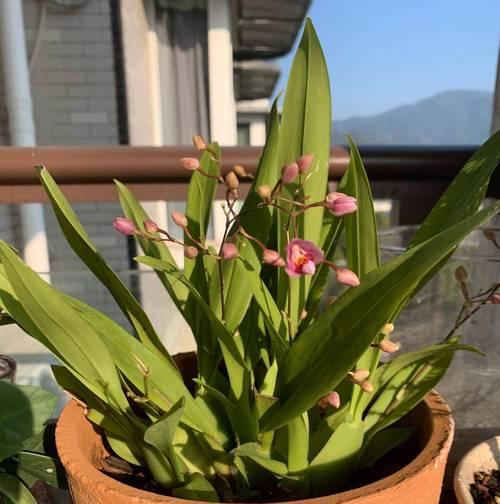 文心兰花语和寓意分别是什么？了解兰花的深层含义。