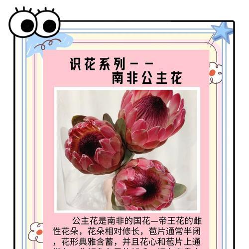 绒毛花的花语有何含义？它象征着什么？