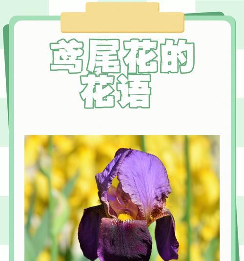 绒毛花的花语有何含义？它象征着什么？
