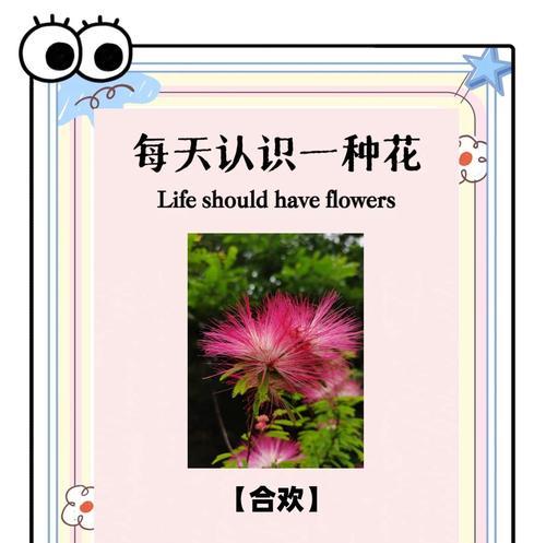绒毛花的花语有何含义？它象征着什么？