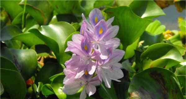 绿发花语的花有哪些？