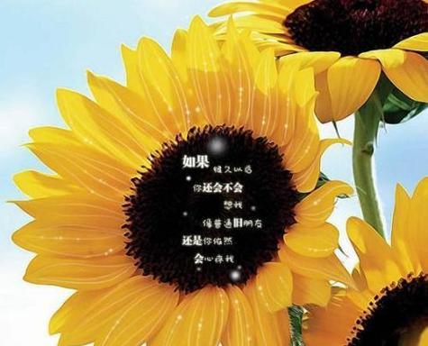喜欢鸽子的花语有何寓意？适合什么场合？