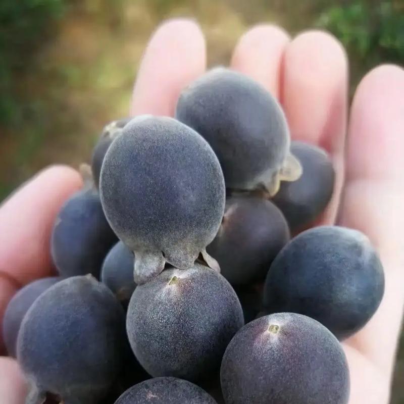 摘捻子的花语与哪种动物相关？