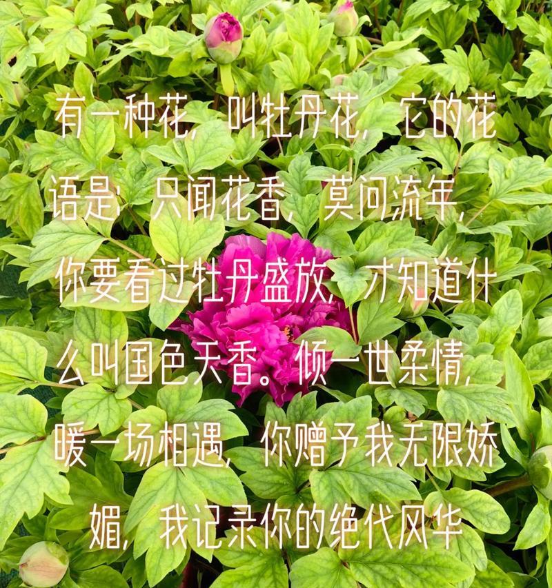 在花上写花语的句子是什么？如何用花语表达情感？