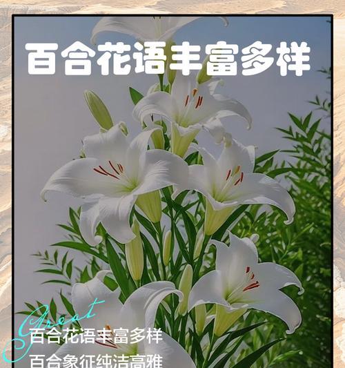 在花上写花语的句子是什么？如何用花语表达情感？