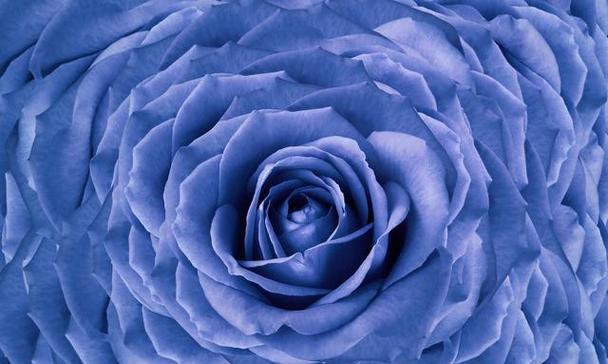 鬼吹箫的花语含义是什么？这种花语代表了什么？