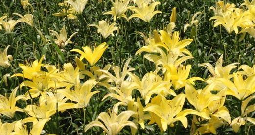 鬼吹箫的花语含义是什么？这种花语代表了什么？