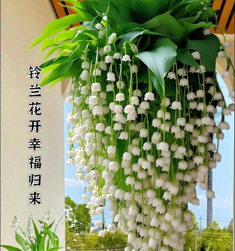 香水雪兰的花语和寓意是什么？