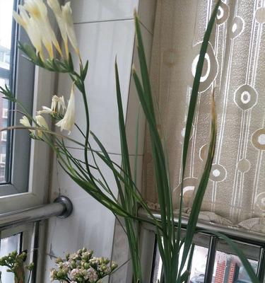 香水雪兰的花语和寓意是什么？
