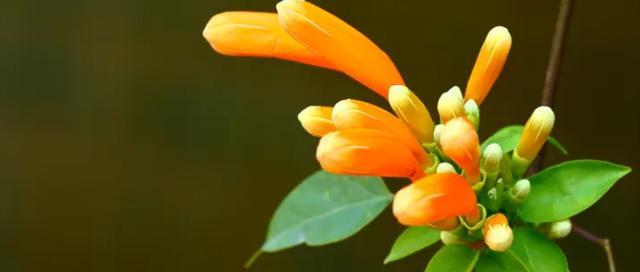 荆棘花开代表什么？它的花语有哪些含义？