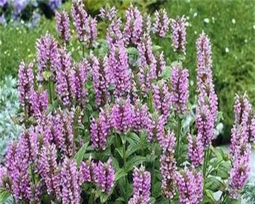 荆棘花开代表什么？它的花语有哪些含义？