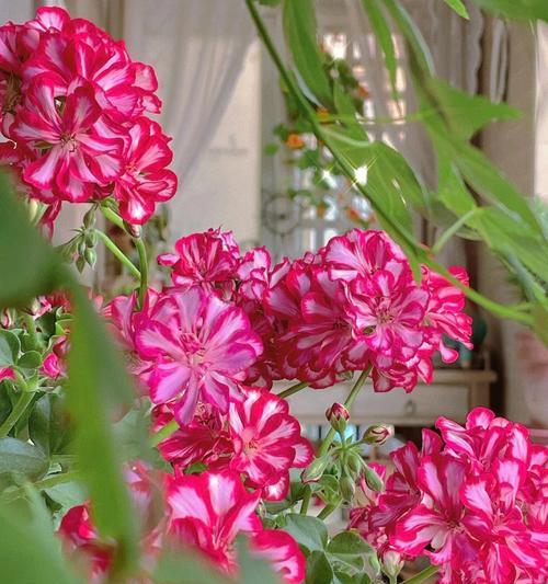 诡异荒诞的花语代表什么？如何理解这些花语？