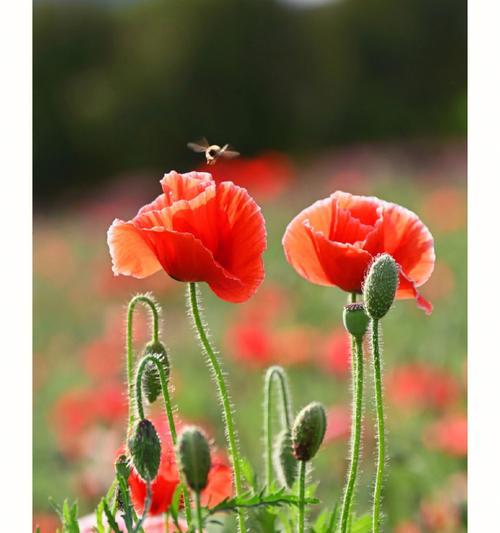诡异荒诞的花语代表什么？如何理解这些花语？