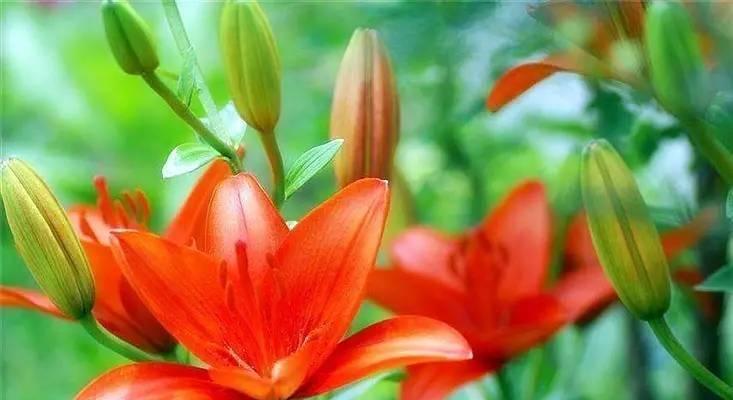 黑利群花的花语和它的颜色有何关系？