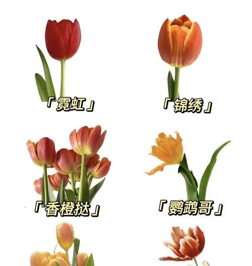 哪种花语最适合表达爱意？