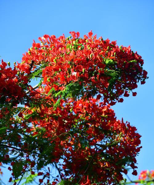嘟嘟离别的花语含义是什么？代表什么情感？