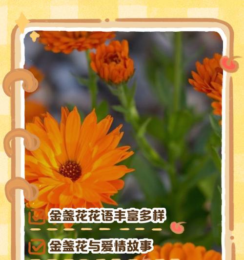 嘟嘟离别的花语含义是什么？代表什么情感？