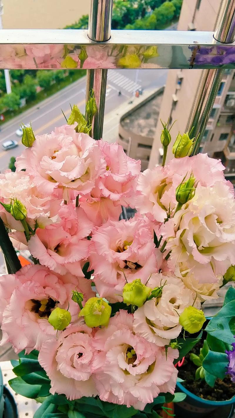 丝袜粉色玫瑰花代表什么？粉色玫瑰花语有哪些含义？