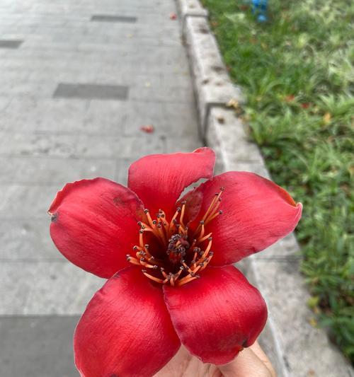 手写木棉花的花语是什么？木棉花的手写花语有什么特别含义？