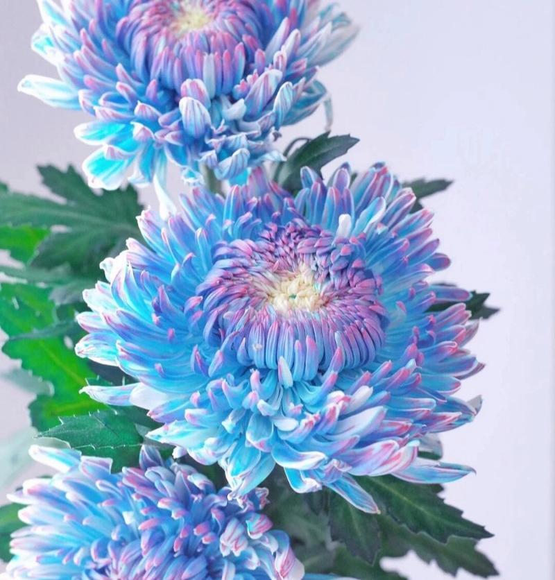 染色牡丹菊的花语有哪些？