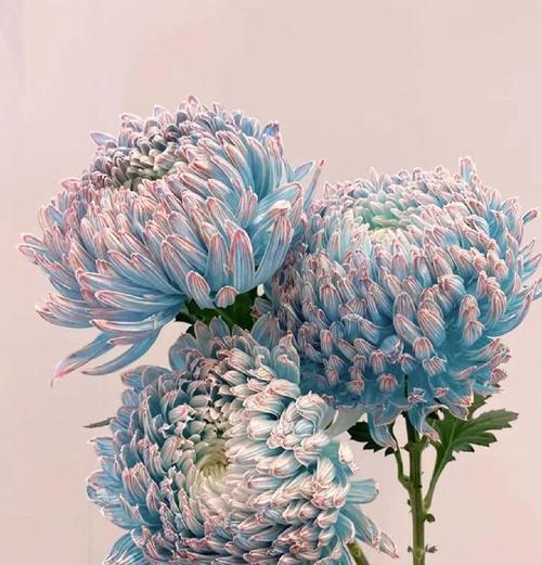 染色牡丹菊的花语有哪些？
