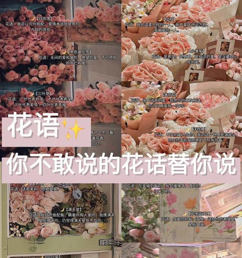 友谊的花语通常由哪种花来表达？