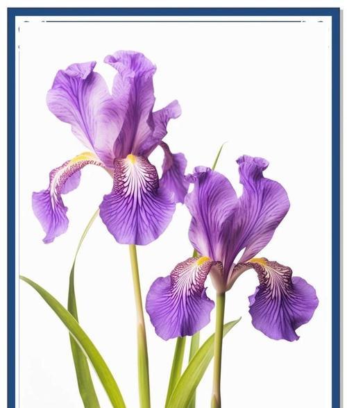 友谊的花语通常由哪种花来表达？
