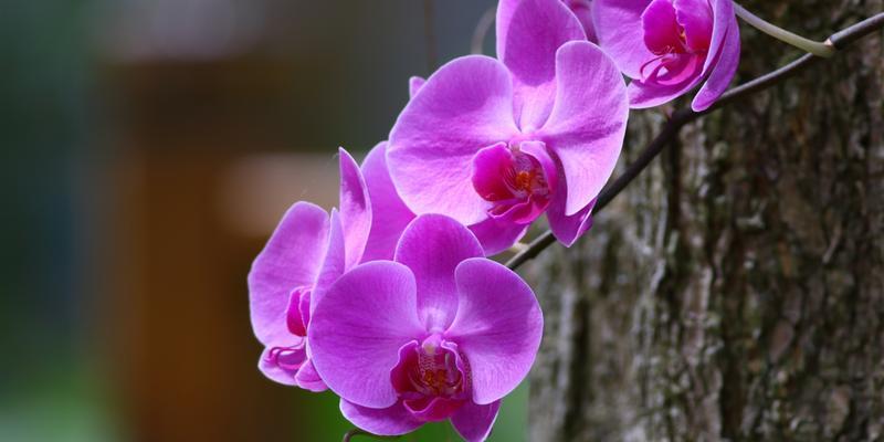 紫色兰花的花语和寓意是什么？紫色兰花象征着什么？