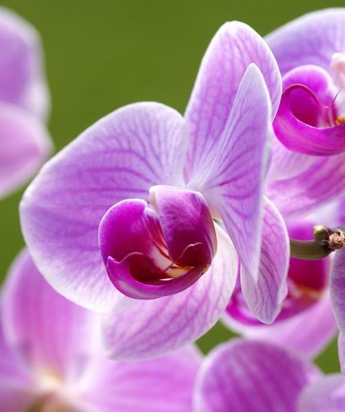 紫色兰花的花语和寓意是什么？紫色兰花象征着什么？