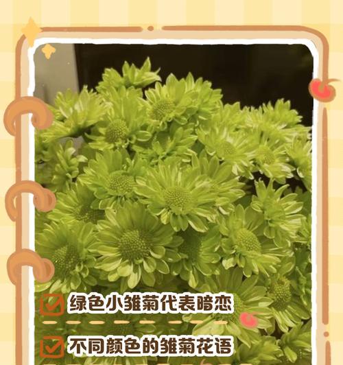 小雏菊礼物花语是什么？小雏菊在礼物中代表了什么意义？