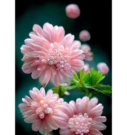 小雏菊礼物花语是什么？小雏菊在礼物中代表了什么意义？