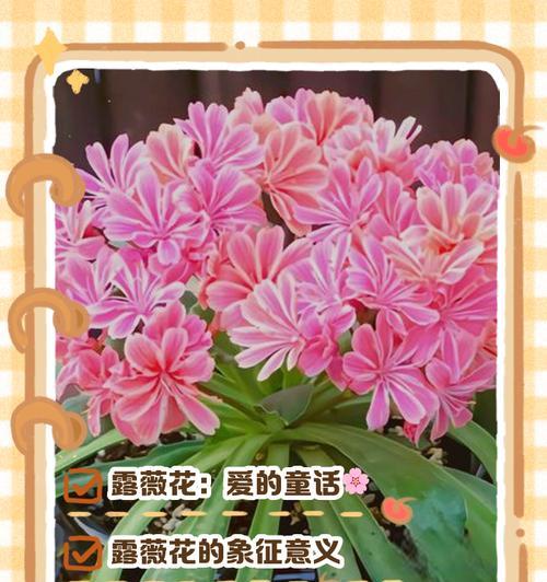 魔术浪漫花语有何特别含义？