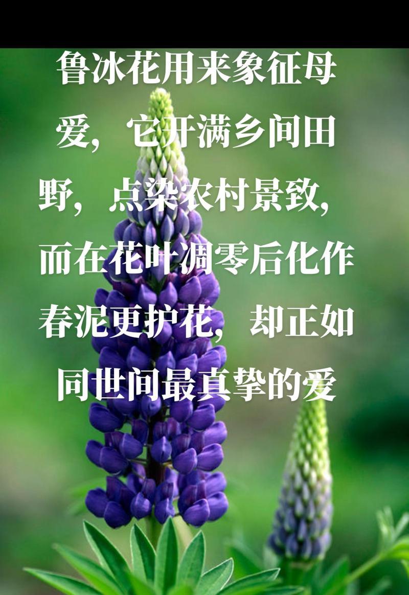 极地之花代表了哪些寓意？