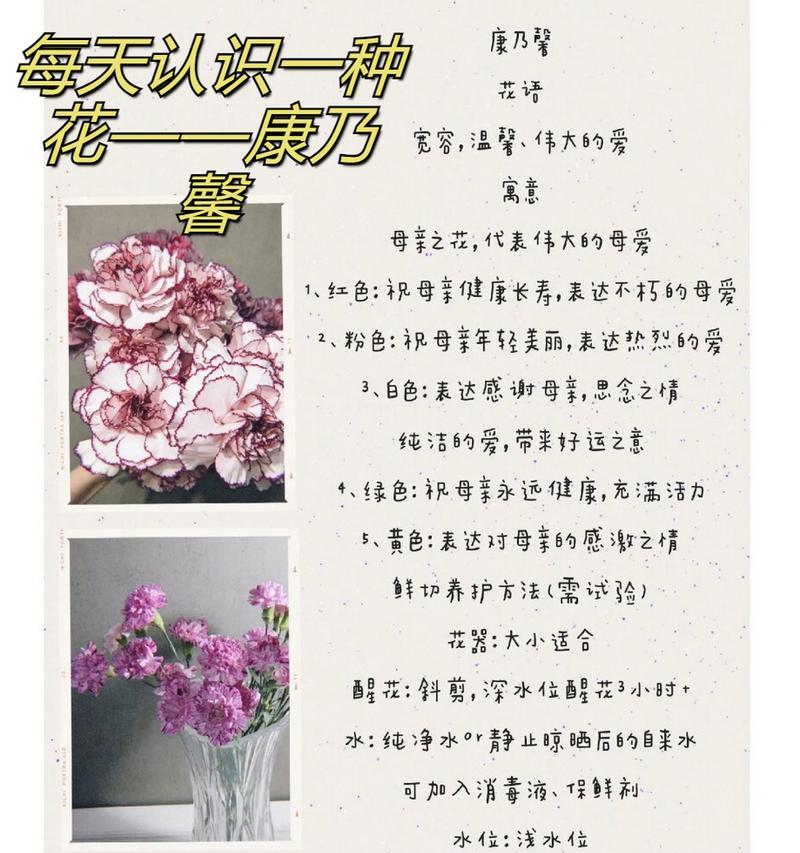 康乃馨数量19代表什么花语？19朵康乃馨的寓意是什么？